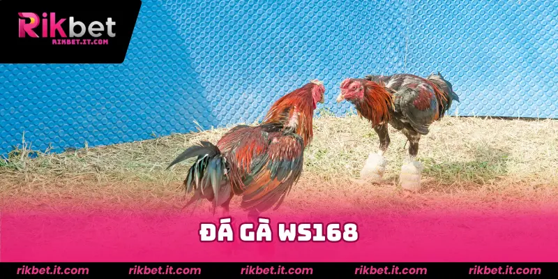 Đá gà WS168